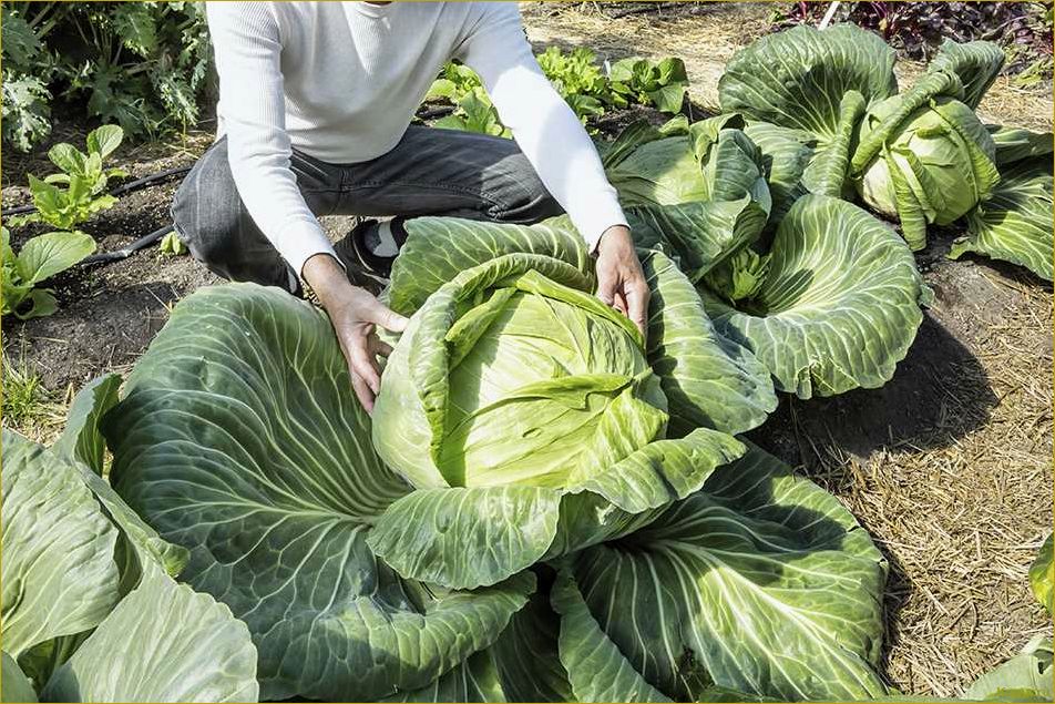Советы по выращиванию белокочанной капусты сорта Мегатон на грядке на даче