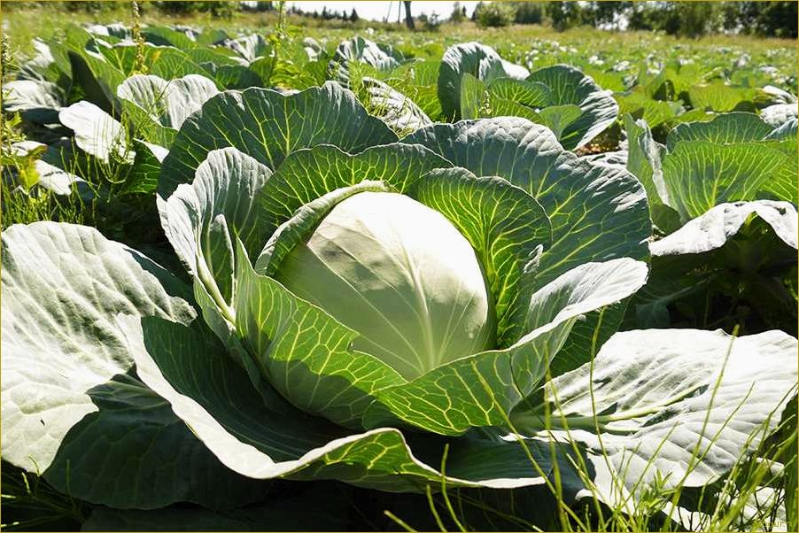 Советы по выращиванию белокочанной капусты сорта Мегатон на грядке на даче