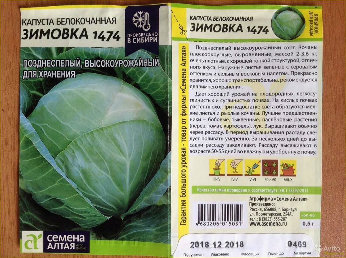 Советы по выращиванию белокочанной капусты сорта Мегатон на грядке на даче
