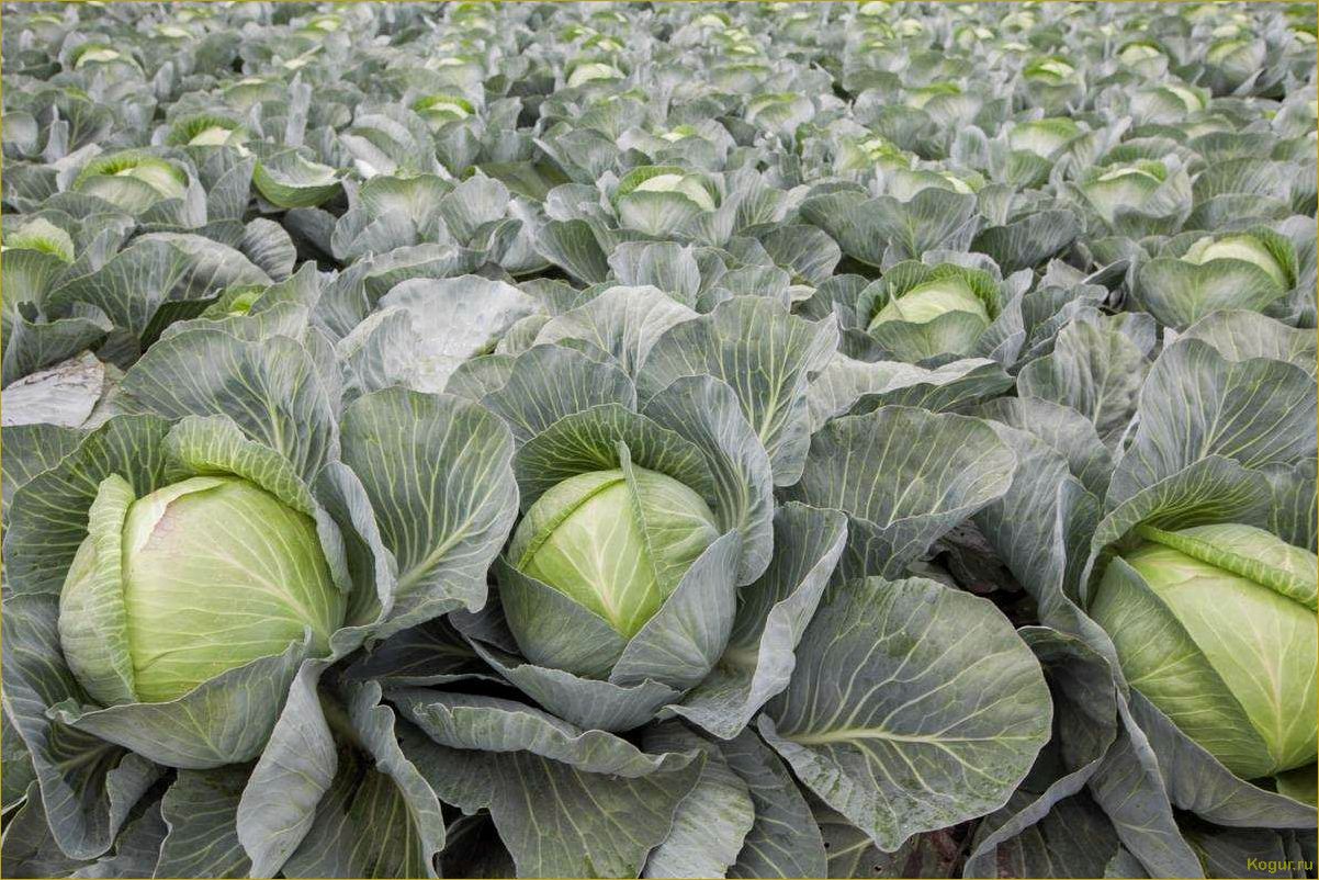 Советы по выращиванию белокочанной капусты сорта Мегатон на грядке на даче