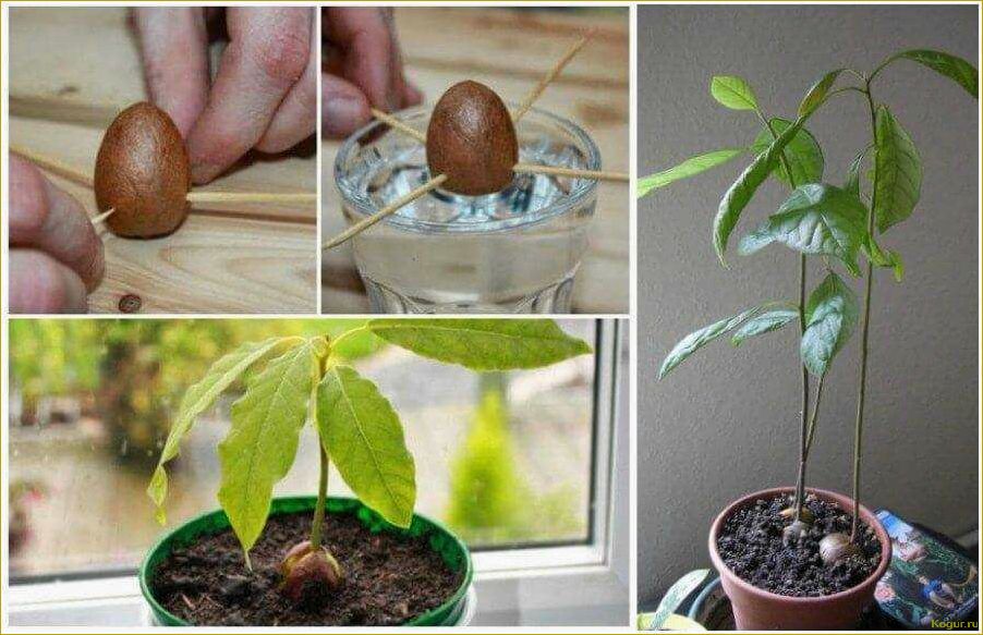 Как вырастить дерево авокадо в домашних условиях из косточки