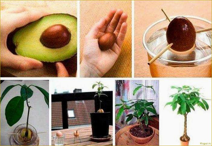 Как вырастить дерево авокадо в домашних условиях из косточки