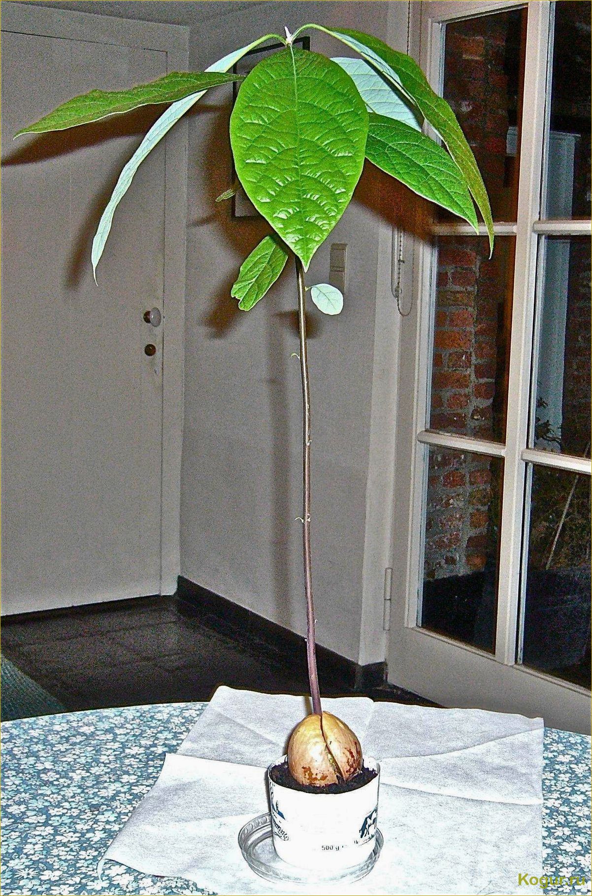 Как вырастить дерево авокадо в домашних условиях из косточки