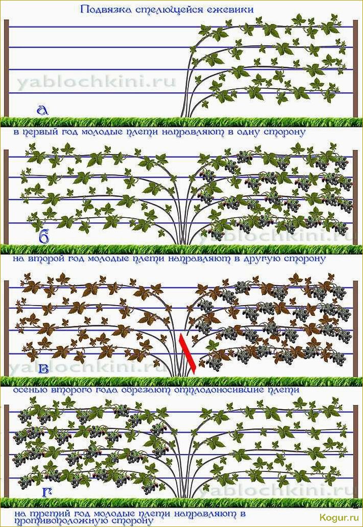 (советы, выращиванию, уходу, ежевикой, рубен) Советы по выращиванию и уходу за ежевикой Рубен на вашем собственном участке