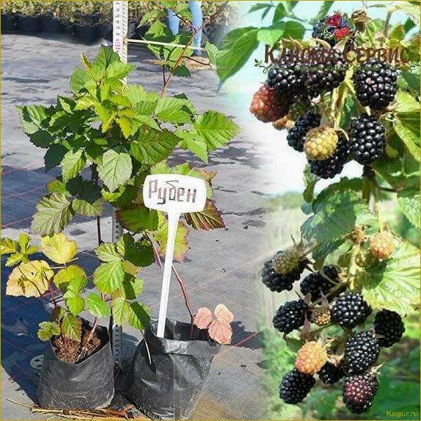 (советы, выращиванию, уходу, ежевикой, рубен) Советы по выращиванию и уходу за ежевикой Рубен на вашем собственном участке
