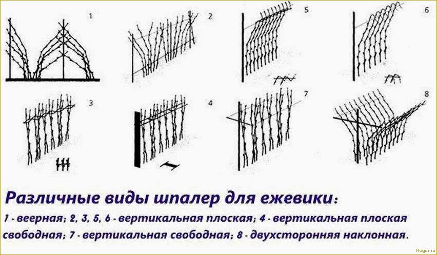 (советы, выращиванию, уходу, ежевикой, рубен) Советы по выращиванию и уходу за ежевикой Рубен на вашем собственном участке