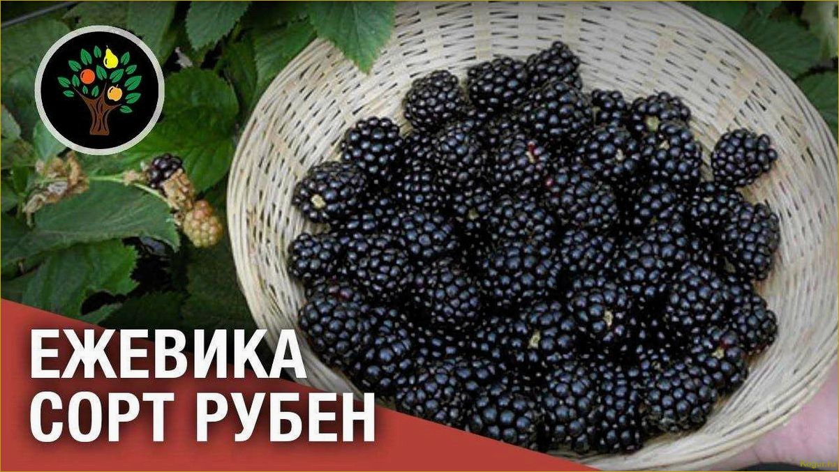 (советы, выращиванию, уходу, ежевикой, рубен) Советы по выращиванию и уходу за ежевикой Рубен на вашем собственном участке