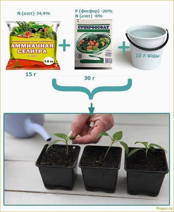 (вырастить, хорошую, рассаду, помидор, домашних) Как вырастить хорошую рассаду помидор в домашних условиях?