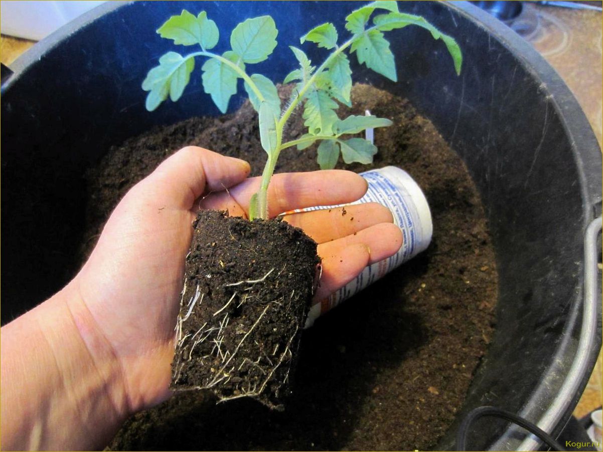 (вырастить, хорошую, рассаду, помидор, домашних) Как вырастить хорошую рассаду помидор в домашних условиях?