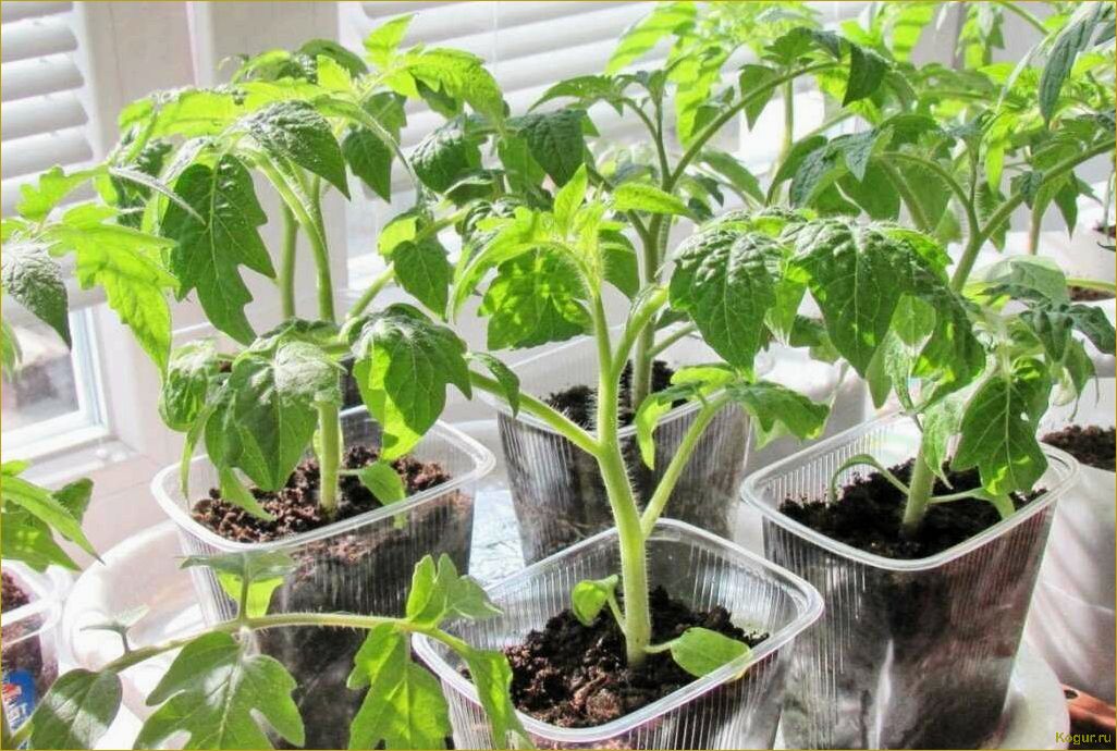 (вырастить, хорошую, рассаду, помидор, домашних) Как вырастить хорошую рассаду помидор в домашних условиях?