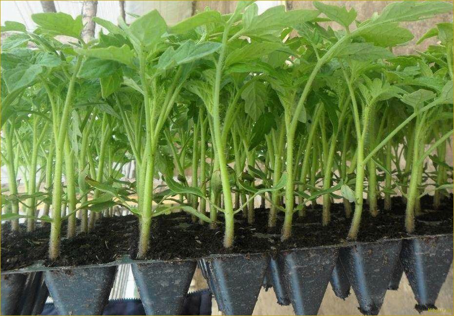 (вырастить, хорошую, рассаду, помидор, домашних) Как вырастить хорошую рассаду помидор в домашних условиях?