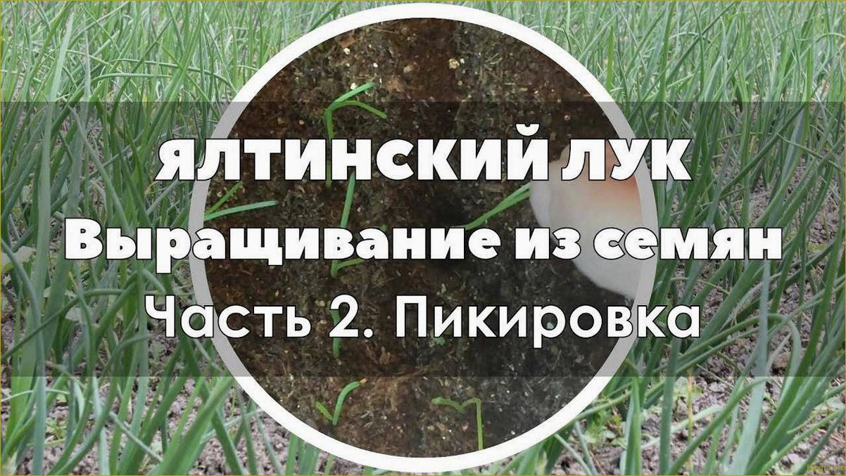 (вырастить, ялтинский, подмосковье, основные, секреты) Как вырастить ялтинский лук в Подмосковье — основные секреты хорошего урожая