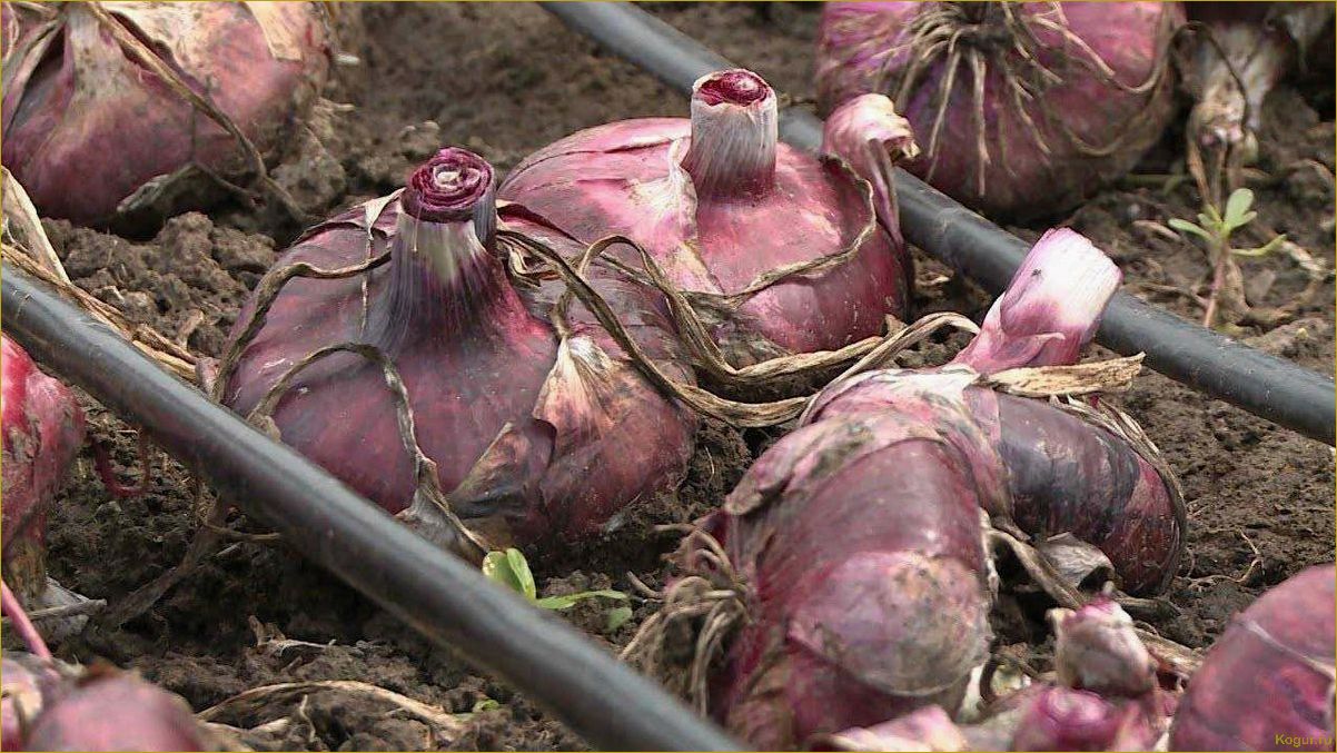 (вырастить, ялтинский, подмосковье, основные, секреты) Как вырастить ялтинский лук в Подмосковье — основные секреты хорошего урожая