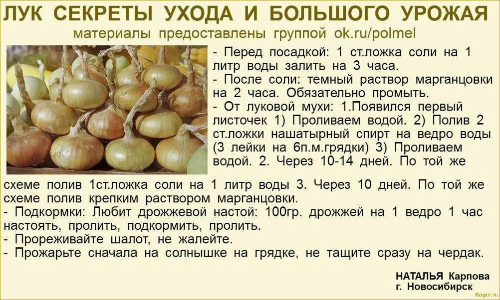 (вырастить, ялтинский, подмосковье, основные, секреты) Как вырастить ялтинский лук в Подмосковье — основные секреты хорошего урожая