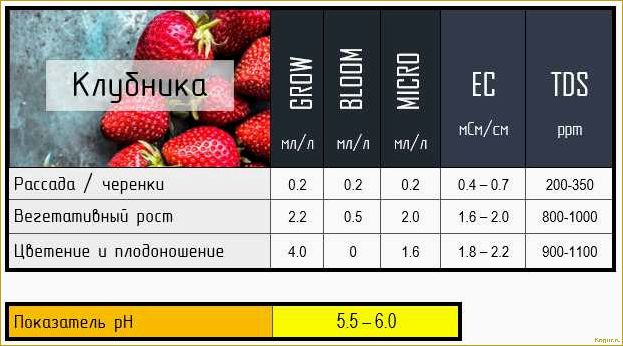 Советы и рекомендации по выращиванию помидоров на гидропонике: подробная инструкция