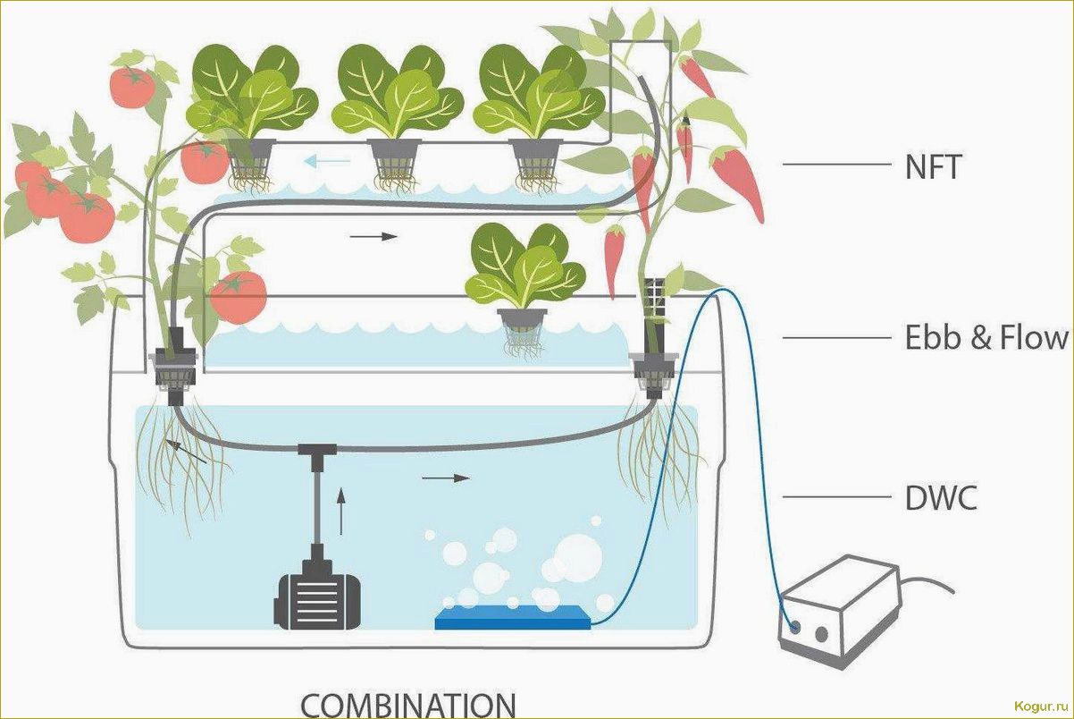 Советы и рекомендации по выращиванию помидоров на гидропонике: подробная инструкция