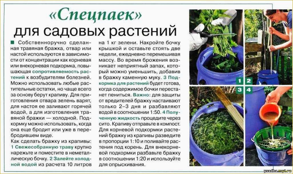 Советы и рекомендации по выращиванию помидоров на гидропонике: подробная инструкция