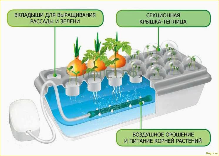 Советы и рекомендации по выращиванию помидоров на гидропонике: подробная инструкция
