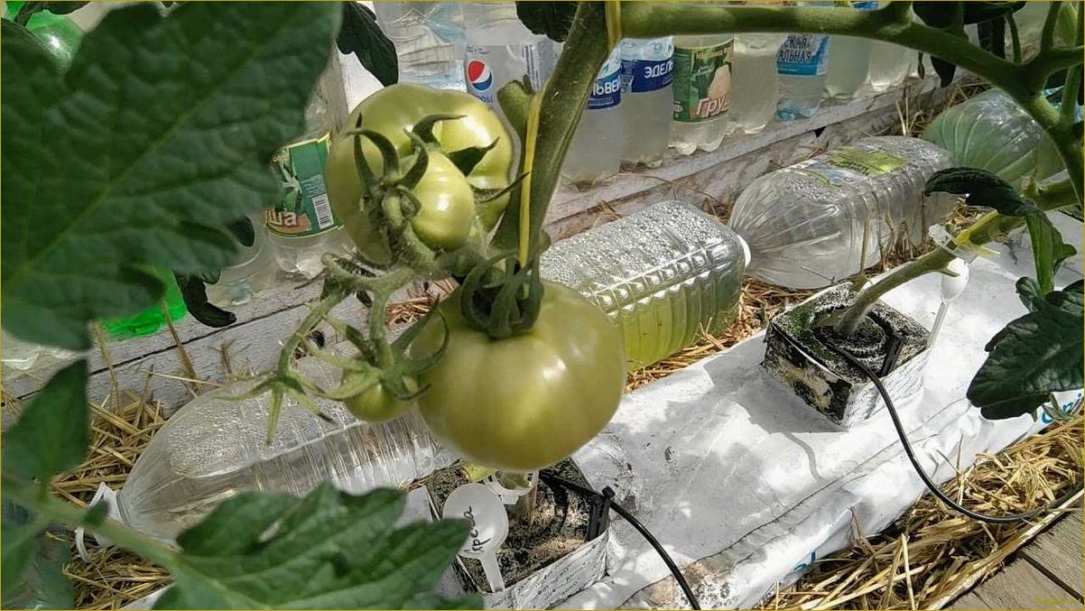 Советы и рекомендации по выращиванию помидоров на гидропонике: подробная инструкция