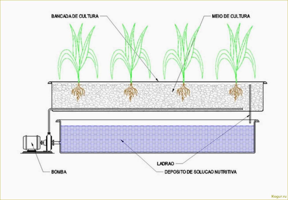Советы и рекомендации по выращиванию помидоров на гидропонике: подробная инструкция