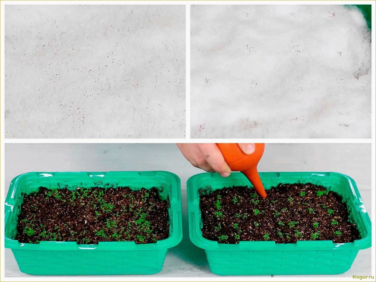 (выращивание, рассады, лобелии, домашних, условиях) Выращивание рассады лобелии в домашних условиях: советы и рекомендации