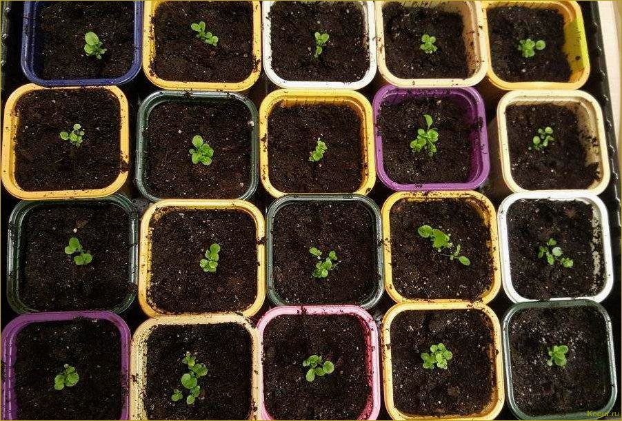 (выращивание, рассады, лобелии, домашних, условиях) Выращивание рассады лобелии в домашних условиях: советы и рекомендации