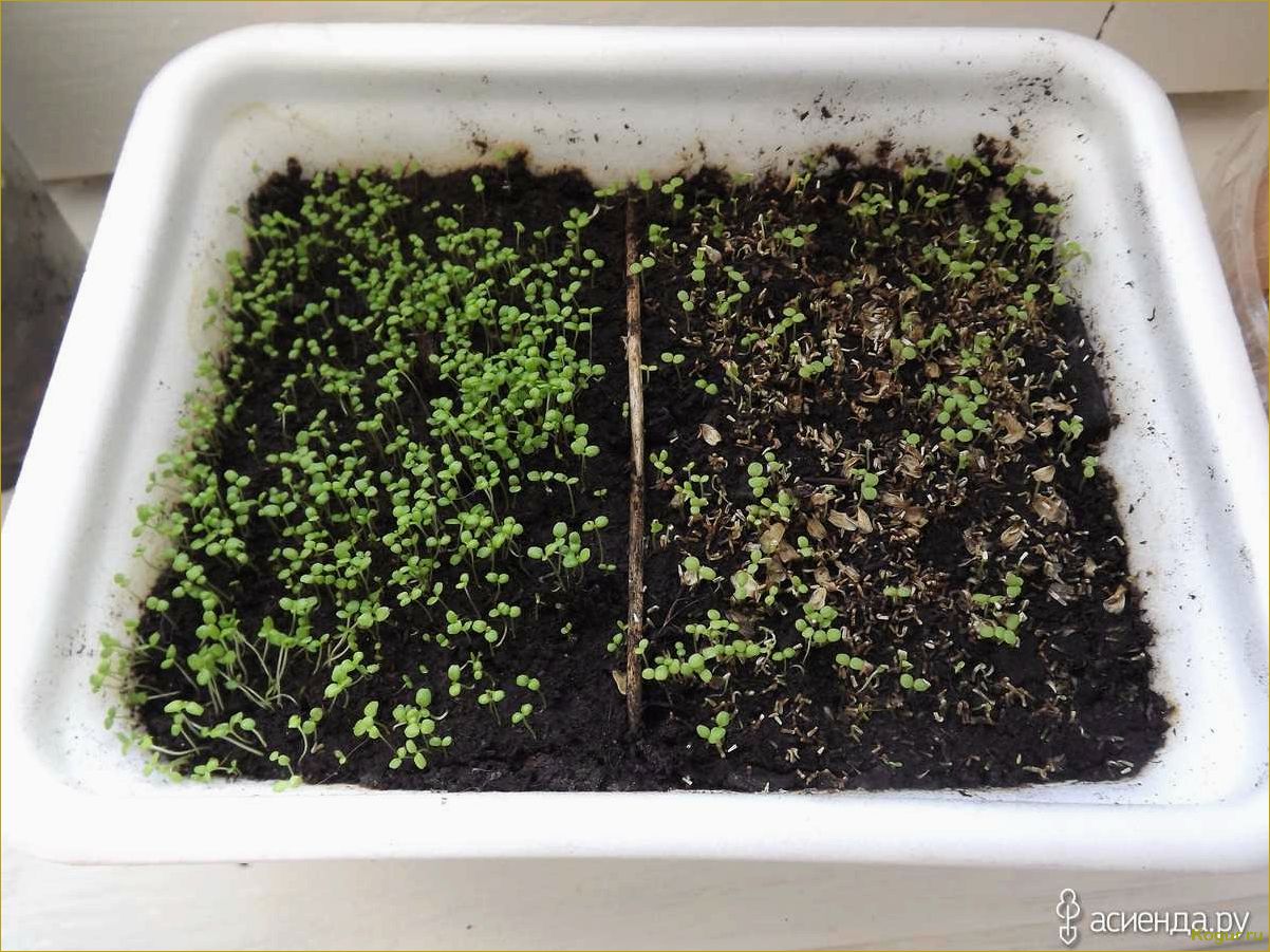 (выращивание, рассады, лобелии, домашних, условиях) Выращивание рассады лобелии в домашних условиях: советы и рекомендации