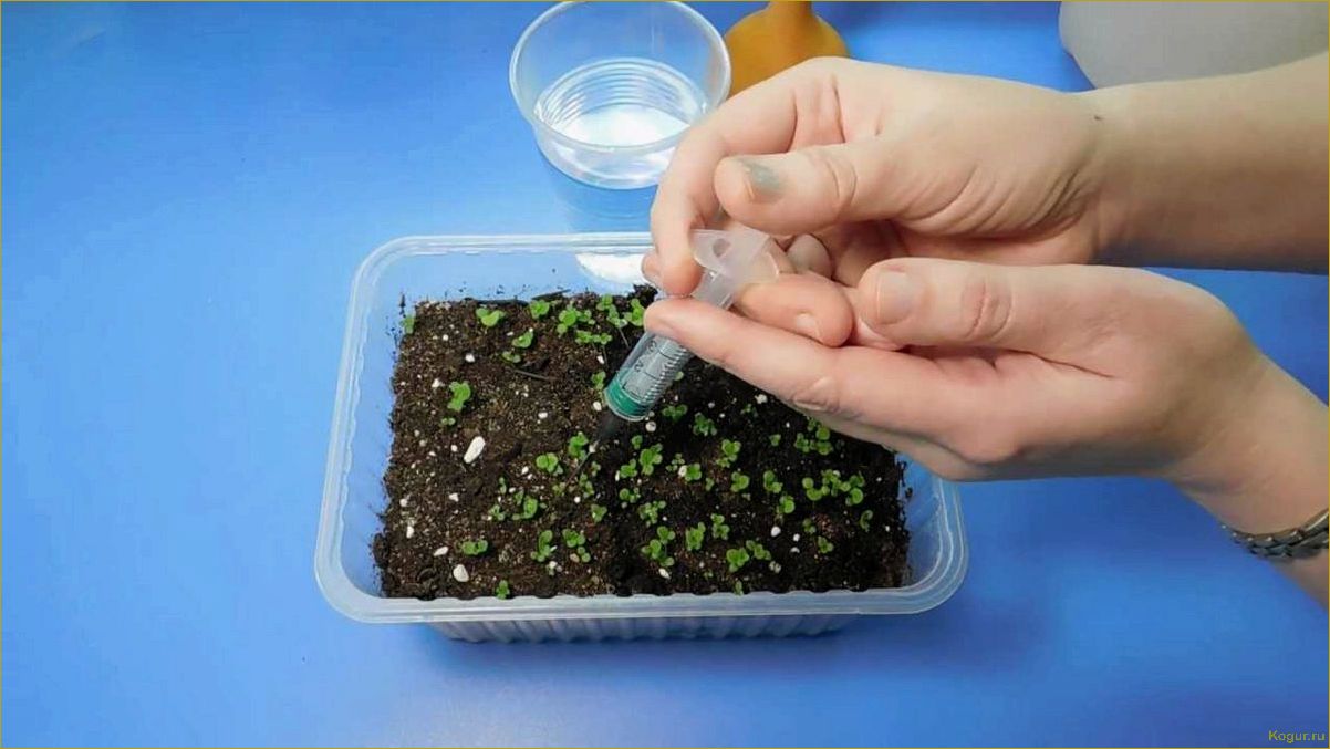 (выращивание, рассады, лобелии, домашних, условиях) Выращивание рассады лобелии в домашних условиях: советы и рекомендации