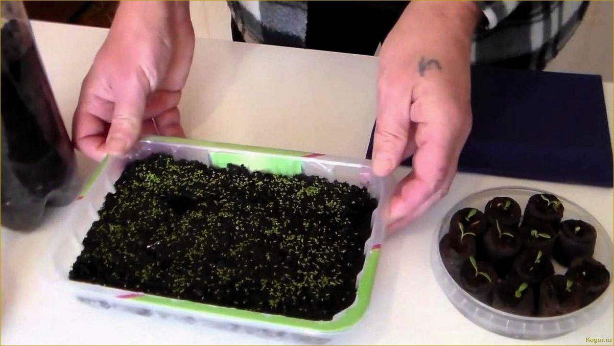 (выращивание, рассады, лобелии, домашних, условиях) Выращивание рассады лобелии в домашних условиях: советы и рекомендации