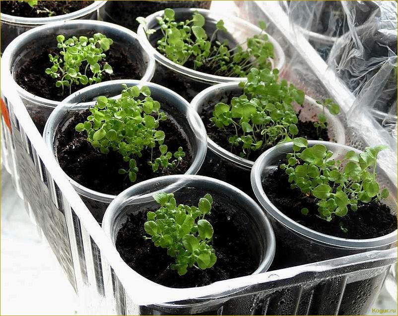 (выращивание, рассады, лобелии, домашних, условиях) Выращивание рассады лобелии в домашних условиях: советы и рекомендации