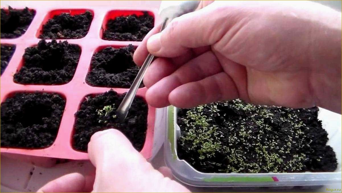 (выращивание, рассады, лобелии, домашних, условиях) Выращивание рассады лобелии в домашних условиях: советы и рекомендации