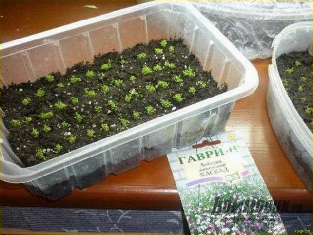 (выращивание, рассады, лобелии, домашних, условиях) Выращивание рассады лобелии в домашних условиях: советы и рекомендации