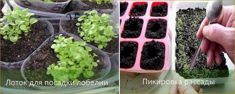 (выращивание, рассады, лобелии, домашних, условиях) Выращивание рассады лобелии в домашних условиях: советы и рекомендации