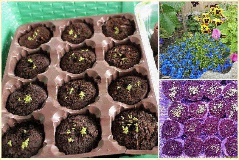 (выращивание, рассады, лобелии, домашних, условиях) Выращивание рассады лобелии в домашних условиях: советы и рекомендации