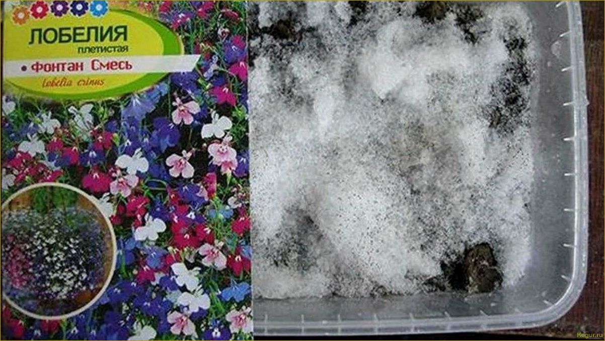 (выращивание, рассады, лобелии, домашних, условиях) Выращивание рассады лобелии в домашних условиях: советы и рекомендации