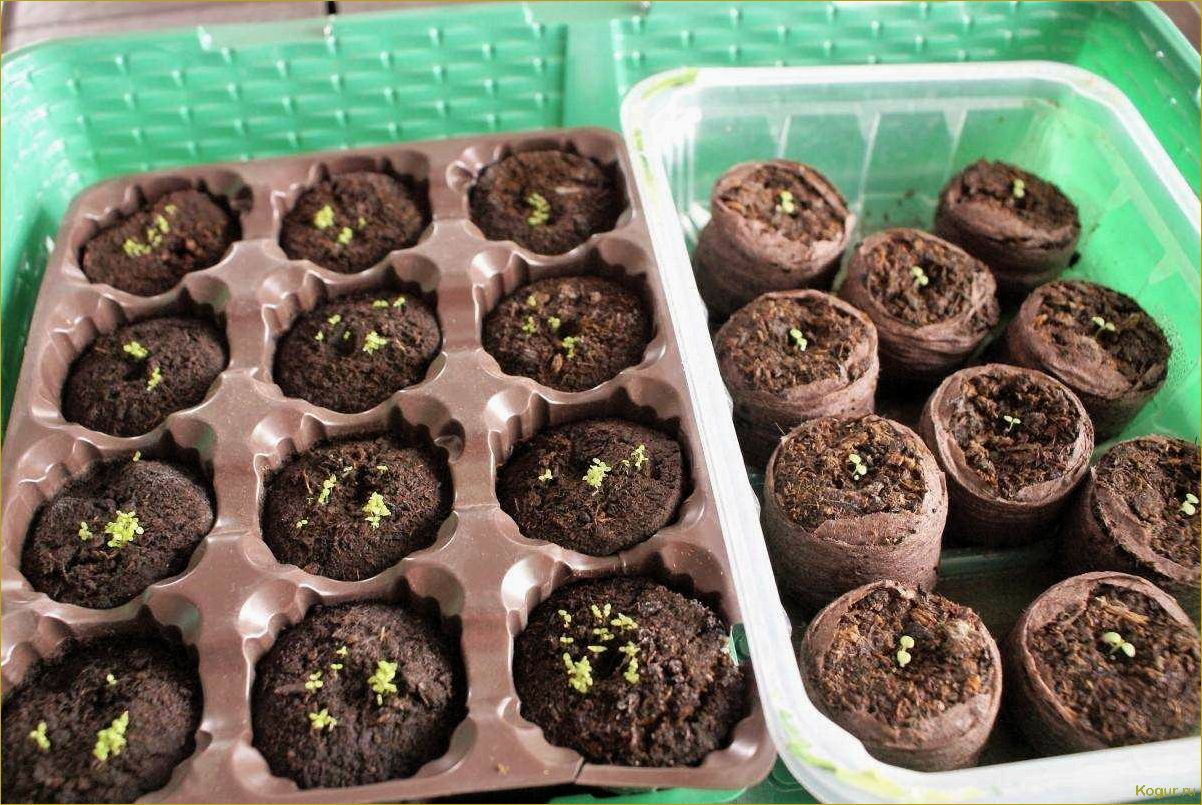 (выращивание, рассады, лобелии, домашних, условиях) Выращивание рассады лобелии в домашних условиях: советы и рекомендации