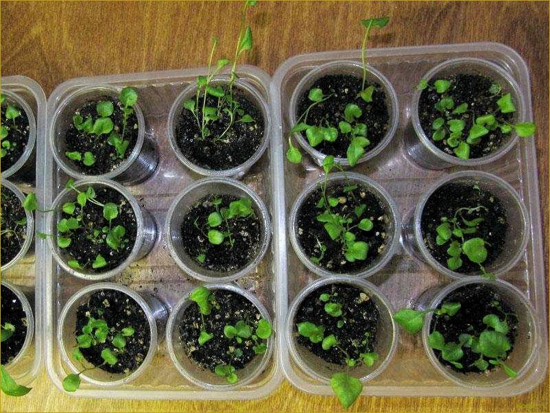 (выращивание, рассады, лобелии, домашних, условиях) Выращивание рассады лобелии в домашних условиях: советы и рекомендации