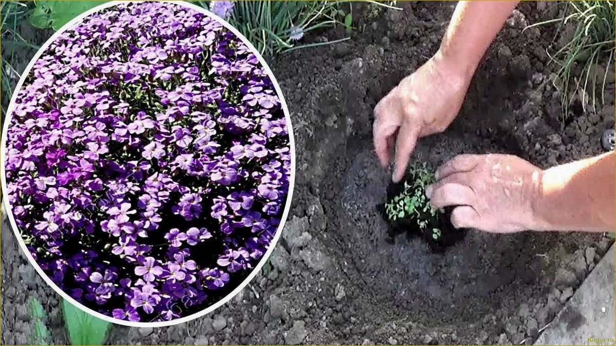 (выращивание, рассады, лобелии, домашних, условиях) Выращивание рассады лобелии в домашних условиях: советы и рекомендации