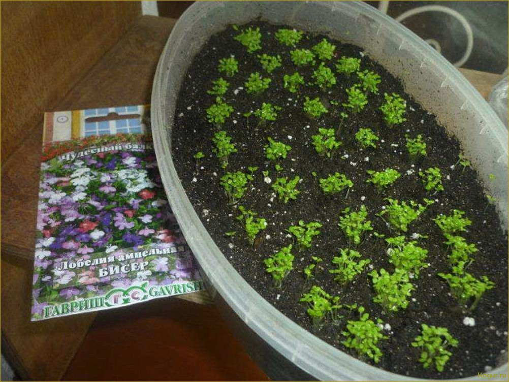 (выращивание, рассады, лобелии, домашних, условиях) Выращивание рассады лобелии в домашних условиях: советы и рекомендации