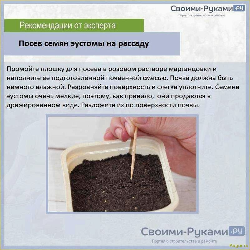 (секреты, выращивания, семян, проверенные, советы) Секреты выращивания роз из семян: проверенные советы от опытных садоводов