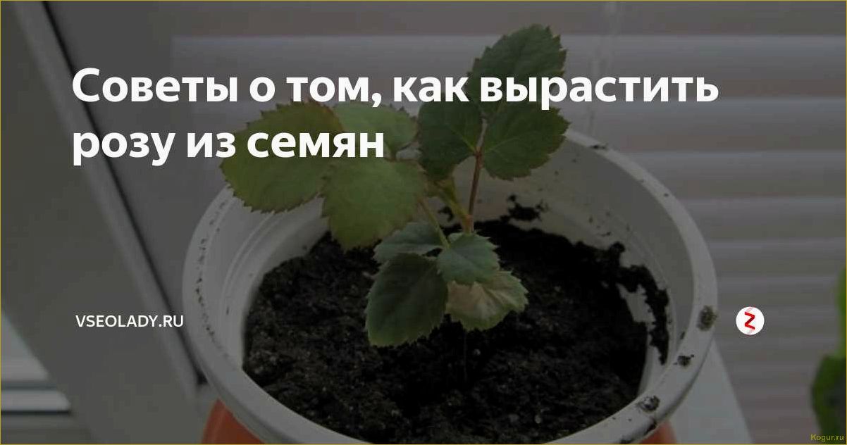 (секреты, выращивания, семян, проверенные, советы) Секреты выращивания роз из семян: проверенные советы от опытных садоводов