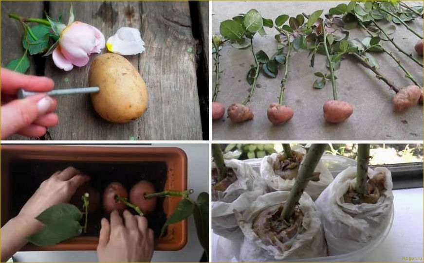 (секреты, выращивания, семян, проверенные, советы) Секреты выращивания роз из семян: проверенные советы от опытных садоводов