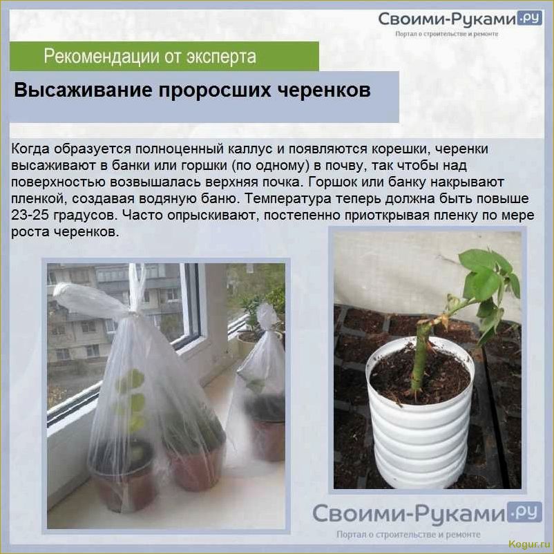 (секреты, выращивания, семян, проверенные, советы) Секреты выращивания роз из семян: проверенные советы от опытных садоводов