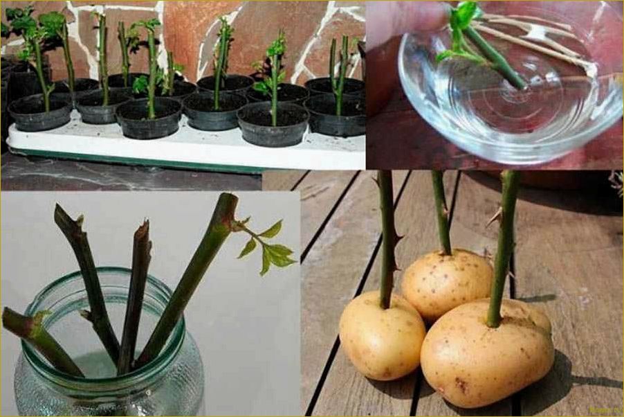 (секреты, выращивания, семян, проверенные, советы) Секреты выращивания роз из семян: проверенные советы от опытных садоводов