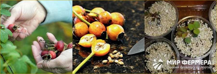 (секреты, выращивания, семян, проверенные, советы) Секреты выращивания роз из семян: проверенные советы от опытных садоводов