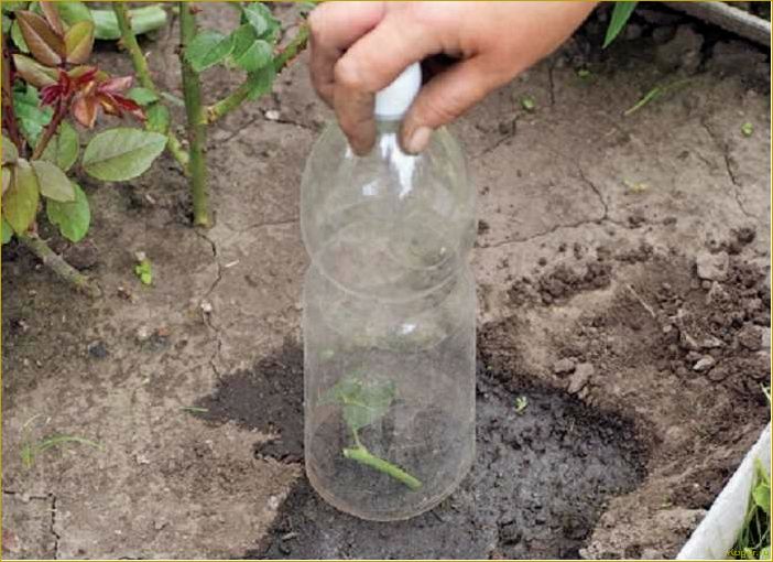 (секреты, выращивания, семян, проверенные, советы) Секреты выращивания роз из семян: проверенные советы от опытных садоводов