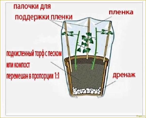 (секреты, выращивания, семян, проверенные, советы) Секреты выращивания роз из семян: проверенные советы от опытных садоводов