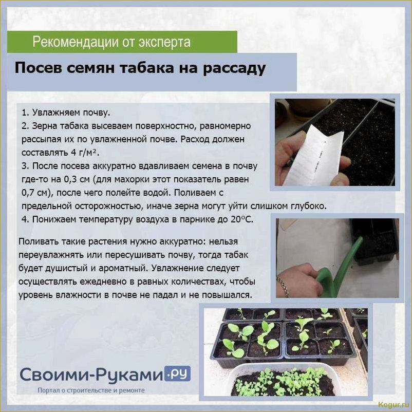 (секреты, выращивания, семян, проверенные, советы) Секреты выращивания роз из семян: проверенные советы от опытных садоводов