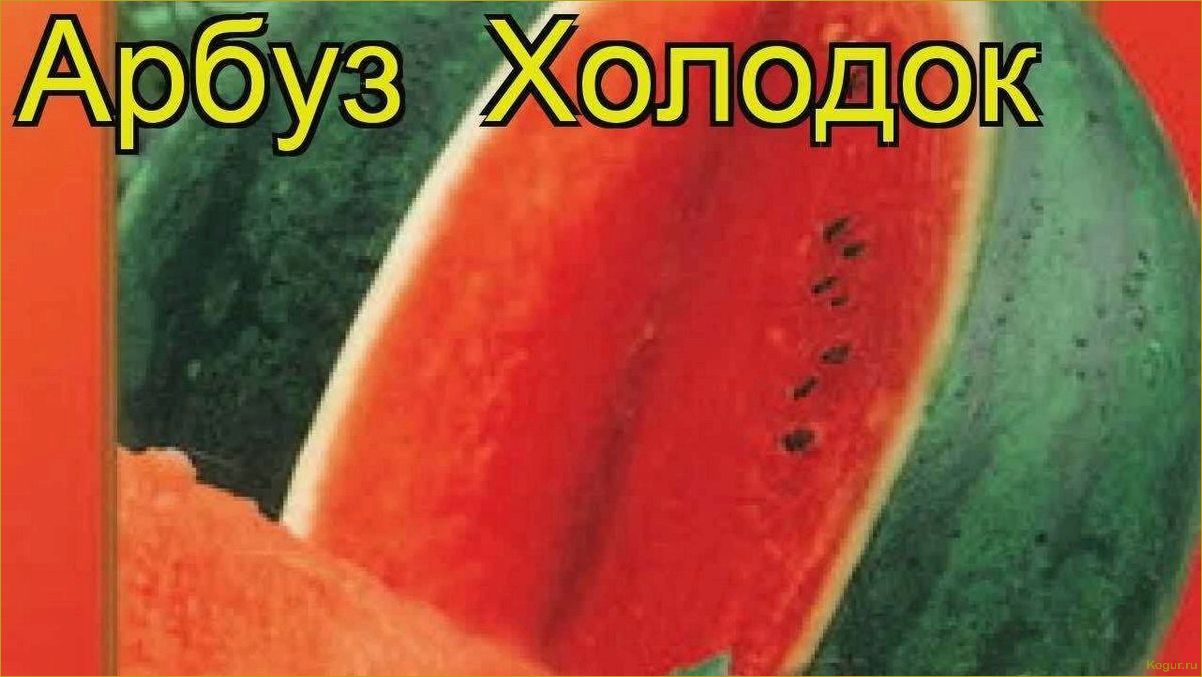 (вырастить, сладкий, арбуз, сорта, холодок) Как вырастить сладкий арбуз сорта Холодок на даче
