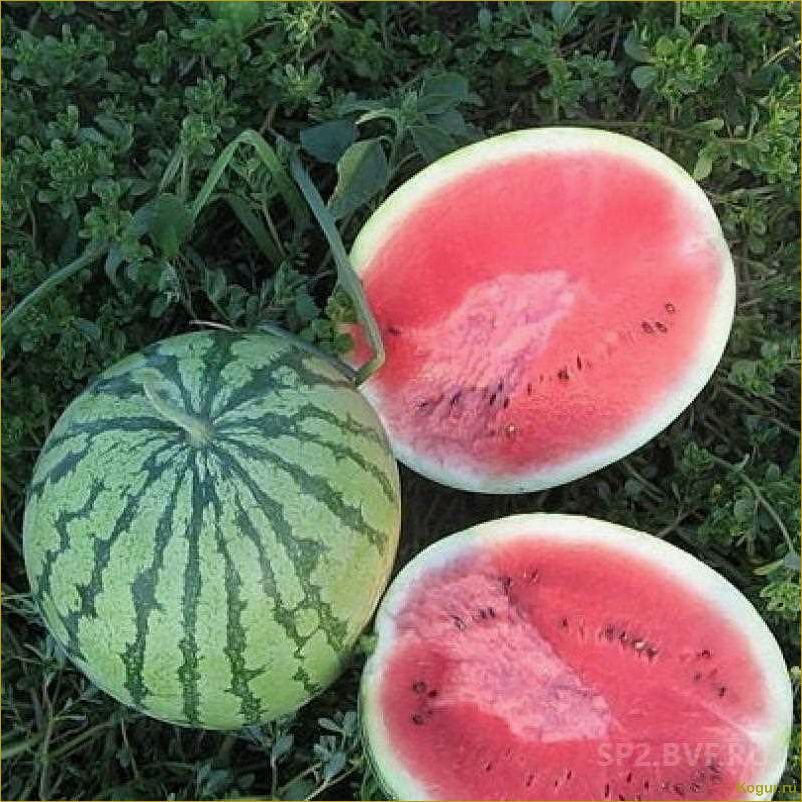 (вырастить, сладкий, арбуз, сорта, холодок) Как вырастить сладкий арбуз сорта Холодок на даче